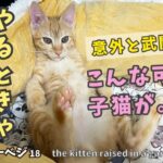 ガーベジ18【ごみ捨て場の子猫】保護したあざと可愛い子猫が大喧嘩😅kitten raised in a garbage dump