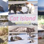 【猫×ジャズ】猫と子猫のための4K映像&音楽 2hr_ 癒しの猫島 野生のCat Island with JAZZ