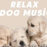 （8時間広告のないヒーリング音楽🐶）犬のための音楽 – 外出するとき気楽に行って来てください – 睡眠音楽 – 犬が好きな音楽