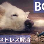 【犬のストレス解消音楽】効果抜群！犬が自然と眠るように作られたBGM