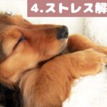 犬も音楽でリラックス｜犬が寝るように設計されているBGM【ストレス解消あり】