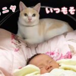 ５人と保護猫３匹の大家族「ワビサビちゃんねる」さん第２弾♪妹ができたよ♡｜PECO