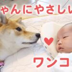 ［かわいい犬］赤ちゃんにやさしく接するワンコたち【PECO】