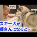 とっても優しいハスキー犬が、赤ちゃんのお姉さんに♡ ハスキー流の子育て日記