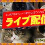 猫と癒やしのミュージック  安眠リラックス音楽　ライブカメラ【にゃんたま】