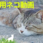 猫の番組「ネコのいるマチ」総集編【作業用】自然の音