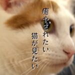 【癒やし猫まとめ】疲れた時にフミフミしてくれるネコ/寝ている姿が無防備すぎる猫/遊び疲れて子猫が寝落ち　など