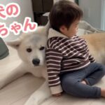 小さな弟を、大きな身体と心で見守る秋田犬さん♡