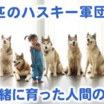 ９匹のハスキー大家族と、一緒に育った子どもたち！最高にもふもふで心温まる光景が、ここに……♡