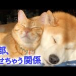 【最高の仲良し】柴犬と猫が、一緒に添い寝するようになるまで…♥