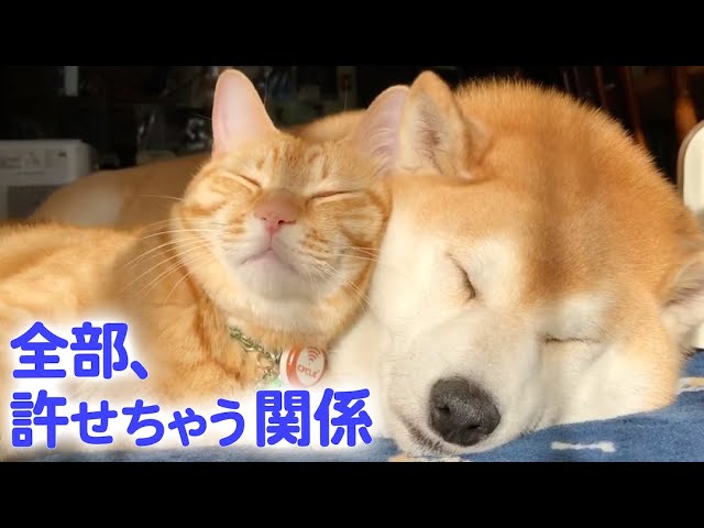 【最高の仲良し】柴犬と猫が、一緒に添い寝するようになるまで…♥