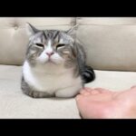 寝てる猫に「お手」と言った反応がかわいすぎた…