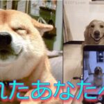 【癒し】思わず笑顔になる動物動画集【犬猫】