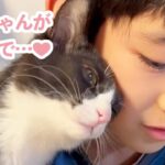 ベタ慣れな保護子猫がやってきた！お兄ちゃんが好きすぎる子猫さんの日々♡