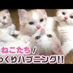 【スコティッシュフォールド】【アメリカンショートヘア】【マンチカン】猫ちゃんの困り顔、変顔、猫パンチバトル　など【猫ちゃん動画まとめ】