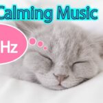 888Hz | 猫が潜在意識から安らぐ音楽 | 猫のお留守番のための周波数｜猫の不安を取り除く528Hz+888Hz.Cat Healing Special Frequency