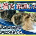 【野良猫トラとシロを保護して半年】猫のお陰で人生が変わりました。元野良猫シロ・トラとの出逢いから保護〜現在まで約4年間の記録。