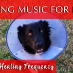 Healing Music for Dogs and Humans [528 Hz Frequency]