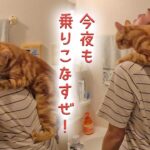 絶対に乗りこなしたい猫さん｜PECO