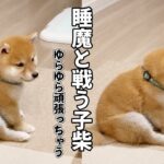 負けてもいいのに…戦っちゃうんだよなぁ