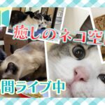 猫と癒やしのミュージック  安眠リラックス音楽　ライブカメラ【にゃんたま】