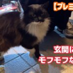 【捨て猫？】凍えていた人懐っこいモフモフな野良猫を保護”出会い～保護”まとめ動画