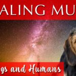 Healing Music for Dogs and Humans [Deep Relaxation]