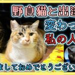 【野良猫との出逢い〜保護で】人生が変わりました。最近の外猫達の様子もお伝えします。