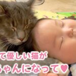 もふもふで大きな猫が赤ちゃんを見守る優しいお兄ちゃんになりました♪