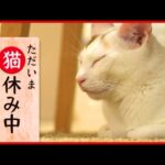 【癒やし】猫が見たい…やすらぎの“ひととき”を『ただいま猫休み中』