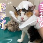 ２６歳猫のナナさん、ねこふきでナデナデした結果とろけました…。