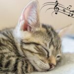 528 Hz Soothing Music for Cats to Relieve Stress and Anxiety (with cat purring sounds)