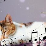 528Hz Healing Music to Calm Your Cat – Stress Relief, Relaxation