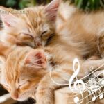 Cat Purring and 528Hz Healing Music – Deep Relaxation, Sleep Music, Stress Relief