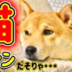 柴犬を猫にするあるじの魔法【あるじのステップ】NEWS48 三浦半島ジブリ