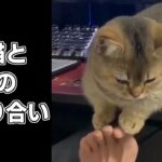 猫の足をプラプラしてみる【鳴き声 かわいい 癒やし 喧嘩】