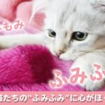 【癒やしの時間】猫それぞれの “ふみふみタイム” に心がほぐれる…♡