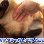 【癒やし猫映像】猫の体の「超可愛い部分」を触ってみた【モモンガっぽい】