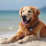 Dog Music – Relaxing Sounds for Dogs with Anxiety! Helped 4 Million Dogs Worldwide!