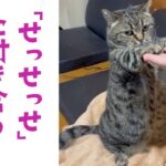 飼い主の「せっせっせ」に付き合ってあげるニャンコさん｜PECO