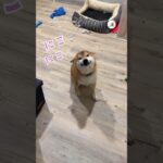 笑ってやり過ごそうとする柴犬さん🥺｜PECO