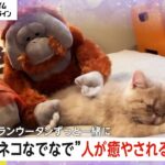 【癒し】“ネコなでなで”オランウータン　「めっちゃかわいい！」SNSで750万回以上再生　“見ている方もネコと同じ気持ち”に？