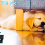 [広告なし] 犬をリラックスさせる癒しの音楽！ 愛犬を落ち着かせて不安を解消！