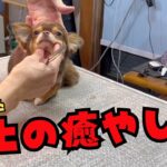 【癒やしの子犬トリミング】極小チワワのトリミング！！