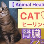 【 アニマル ヒーリング 】再生するだけで「あなたの大切な猫ちゃんへ、腎臓アプローチ！と、心おだやかリラックスヒーリング♪」