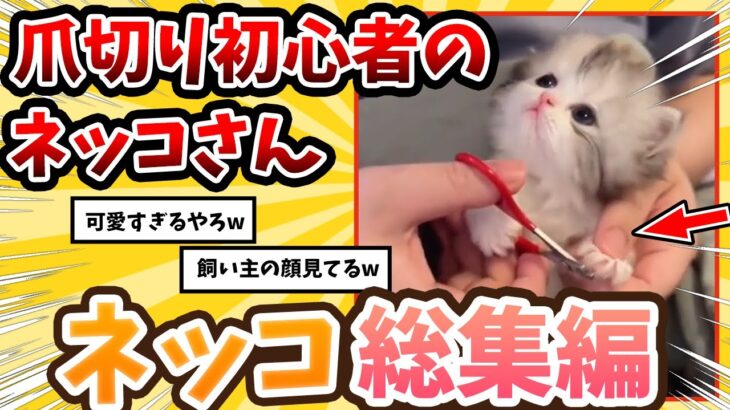 【2ch動物スレ総集編】初めて爪切りをする子ネッコ→反応が可愛すぎるwww / ネッコ300選！