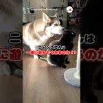 ハスキーさんのお誘い｜PECO #犬と猫 #シベリアンハスキー #大型犬 #黒猫 #犬と猫のいる暮らし #dogandcat #siberianhusky #dog #blackcat