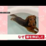 「リラックスだワン」…と思いきや、脚ピーンする犬　なぜ脚を伸ばしたまま入浴する？【羽鳥慎一モーニングショー】(2024年10月30日)