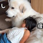 【癒し】たくさん遊んで疲れた後は超大型犬の上でリラックスし始める２歳児が可愛いw｜グレートピレニーズ&オールドイングリッシュシープドッグ&トイプードル