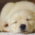 20 HOURS of Deep Sleep Dog Calming Music🐶🎵Anti Separation Anxiety Relief Music🎵Dog Music💖 NadanMusic